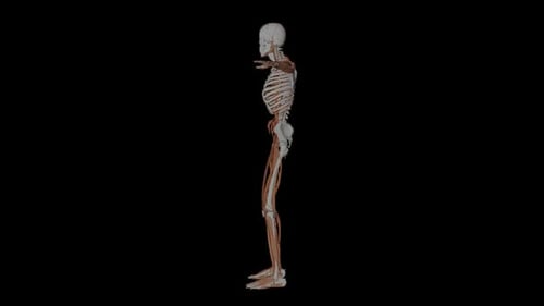 3D Human Skeleton with Muscles and Nerves Rotating View