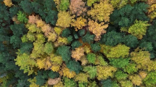 A colorful forest canopy with green and golden autumn leaves in aragón, spain, aerial view