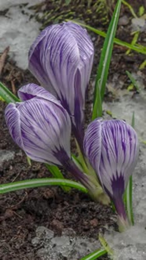 Crocus Bloom Spring Flower
