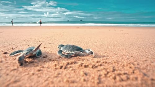 Person legt zwei Babyschildkröten auf den Sandstrand und beobachtet, wie sie in Richtung Meer davonkriechen
