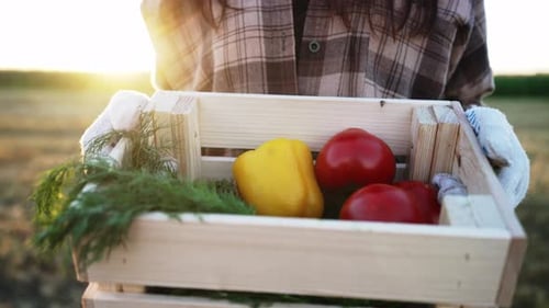 Close Up of Harvest Box in Hands Farmer