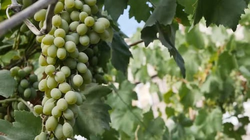 um cacho de uvas verdes maduras pende de cima de uma videira que rasteja ao longo do teto