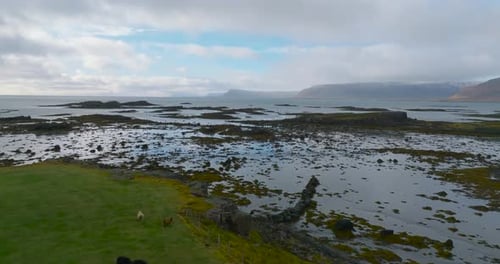 aerial shot over herd of sheep on icelandic shore with mountains on background