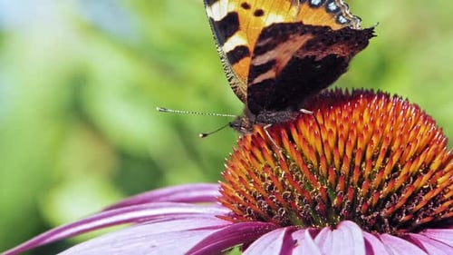 Macro shot of orange Small tortoiseshell butterfly collecting nectar from purple coneflower on green