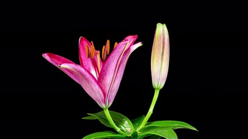 Pink Lily Flower Blooming Time Lapse