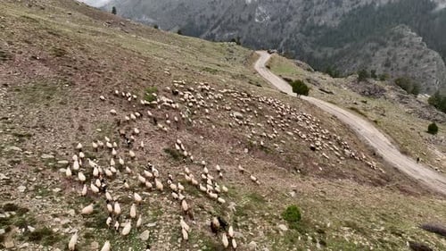 Seltene Filmmusik Momente, wie Drohne eine majestätische Berglandschaft mit einer Schafherde im