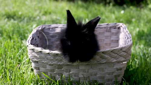 black cute little rabbit inside basket on green grass in park.