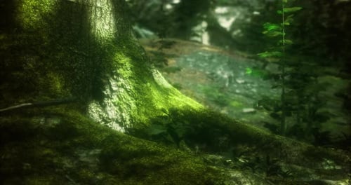 Moss Covered Tree Trunk in a Lush Forest Setting with Soft Sunlight