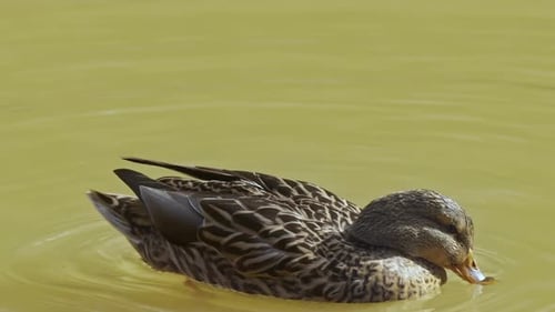 Female Wild Mallard Duck Drinking In Green Lake Water