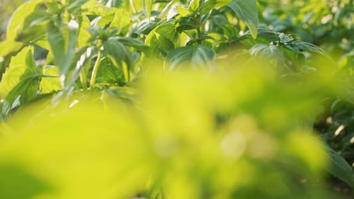 Sonnenbeschienene riesige Basilikumbüsche, die im Garten oder auf dem Bauernhof wachsen, mit üppigen grünen Blättern, frische, aromatische Kräuter verwendet