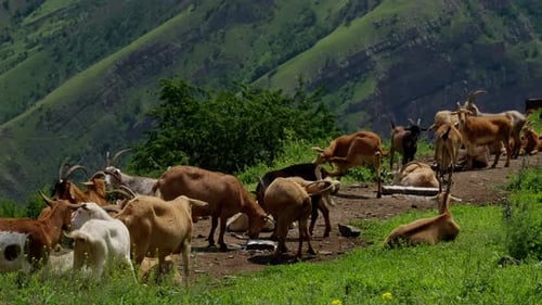 Herd of Goats Resting and Grazing in a Mountainous Rural Landscape with Vibrant Green Foliage
