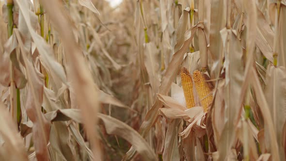 Rows with Dried Corn Plants and Overripe Cobs on Cloudy Day in Farmer ...