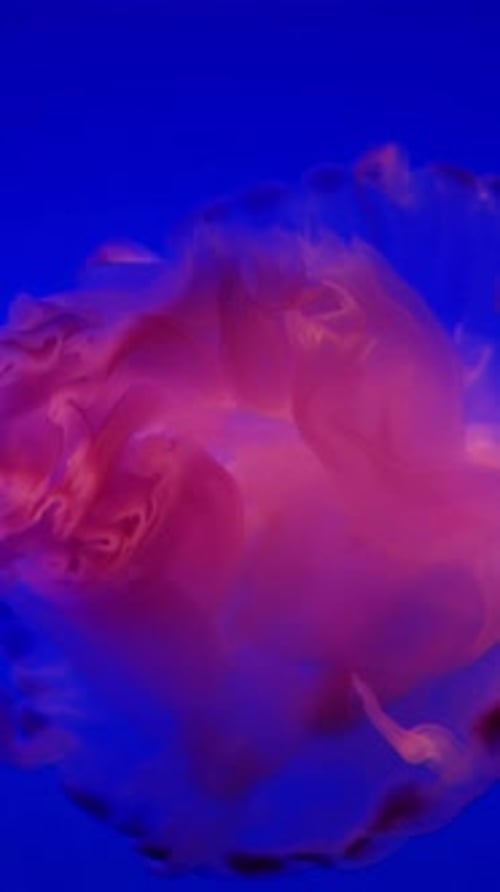 Junge Qualle auf blauem Hintergrund