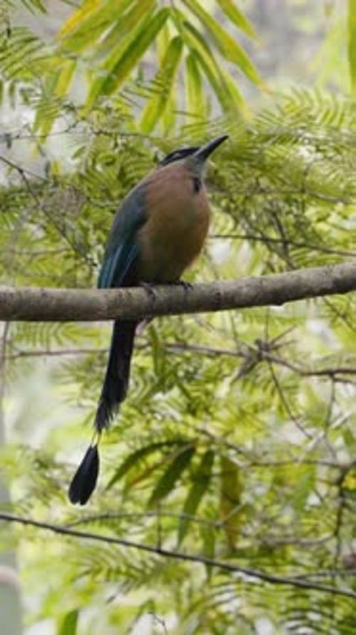 Images verticales de l'Amazonien Motmot Barranquero Momotus momota perché sur un arbre en Colombie