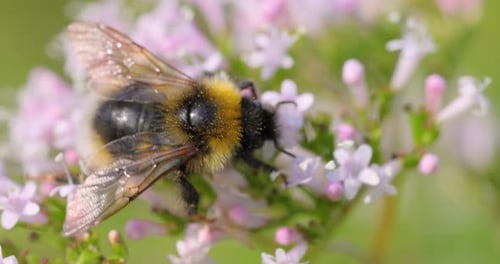 Hummel sammelt an sonnigen Tagen Blütennektar. Hummel in Makroaufnahme in Zeitlupe
.