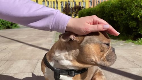 Happy Bulldog Being Pet in Urban Setting
