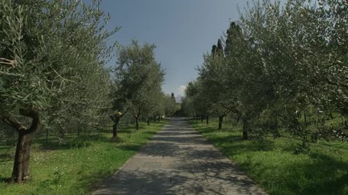 Caminhando em uma pequena avenida lastricada cercada por oliveiras