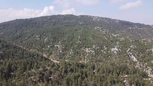 Mountain Forest