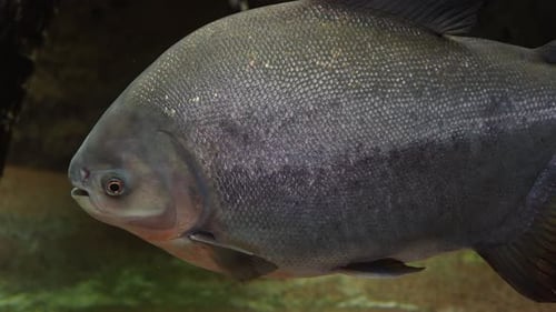 Close-up Tambaqui Fish Swimming in Clear Water