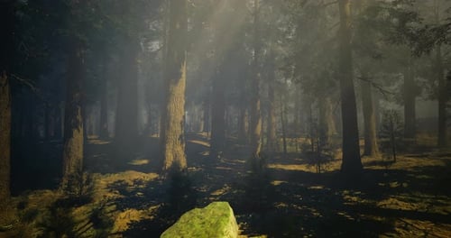 Illumination Through Trees in a Dense Forest at Sunrise