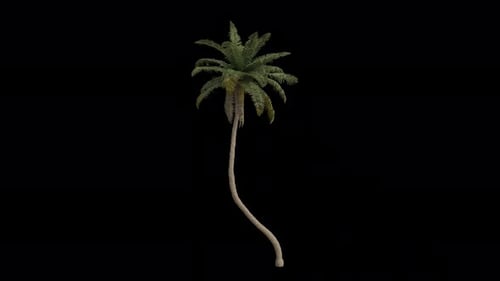 Coconut Tree blowing in the wind. Alpha Channel. Loop Animation