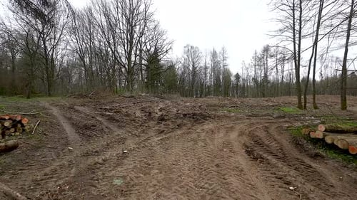 Souches et troncs d'arbres coupés dans la forêt - prise de vue par Drone