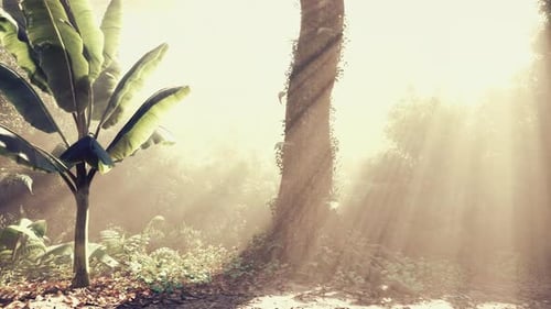 Sunlight Streaming Through Trees in a Lush Tropical Forest at Dawn