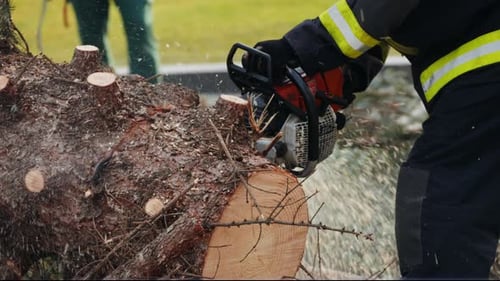 The Urban Worker is Cutting the Tree with a Chainsaw in European City Street Budapest Hungary