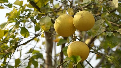 Ripe and green pomelo fruit tree in the garden.