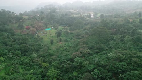 tropical forest