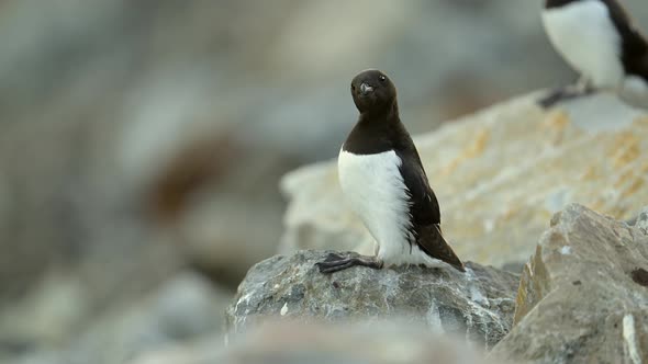 Two Razorbills with distinctive black and white plumage scanning the ...