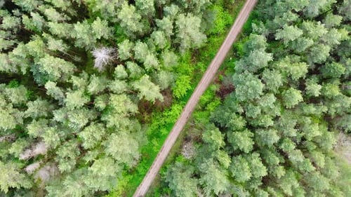 A Straight Forest Road