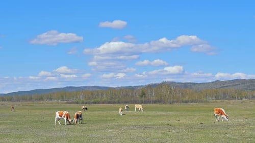 Cows Grazing in the Green Field Against the Blue Sky with Clouds