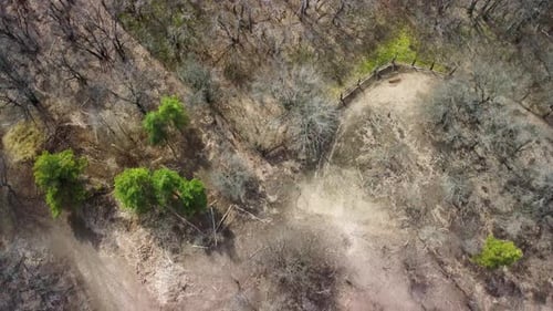 Deciduous Forest with Fallen Leaves in Late Autumn