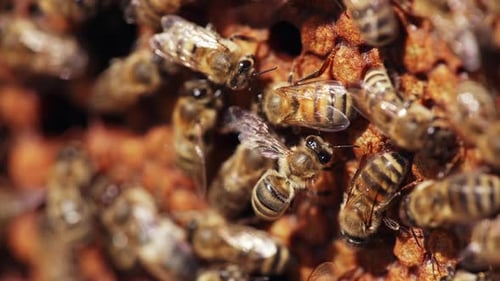 Busy bees working fluttering wings on a honeycomb. Bees packing honeycomb full of organic honey.