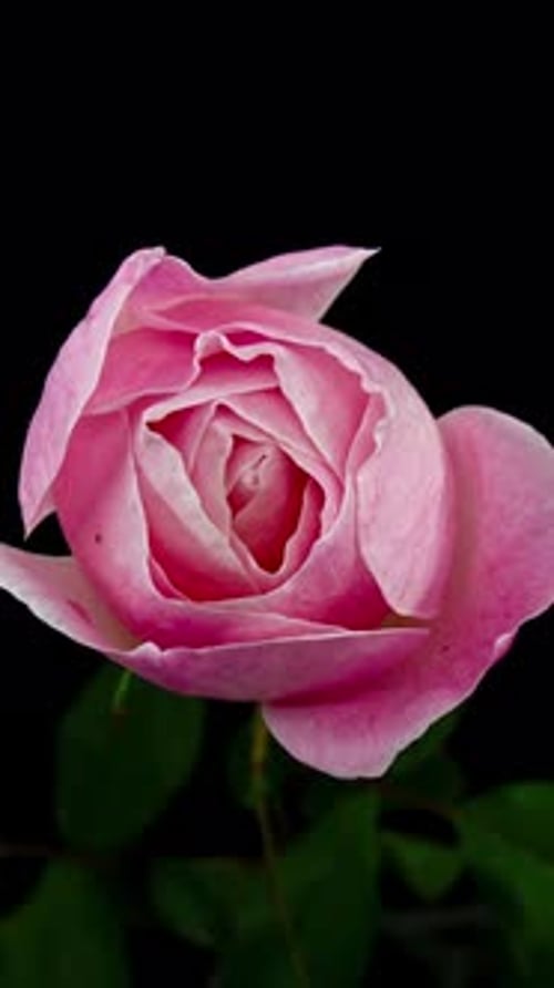 Close Up Pink Rose Bud on Black Background