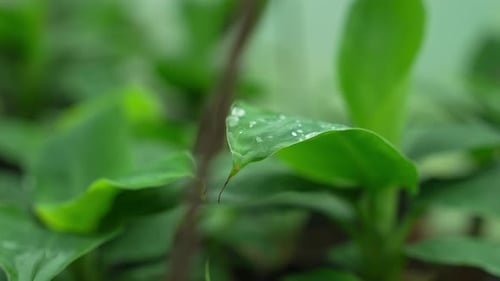 Drops of Dew Lying on Green Meadow Leaf Calm Greenery Concept