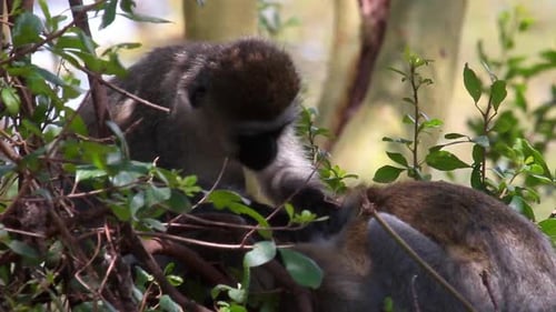 Monkeys Grooming Each Other in Green Tree