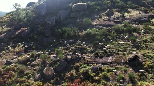 Schafe grasen in den Bergen. Eine Schafherde wandert durch die Berge. Luftbild.