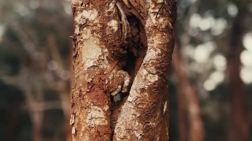 Baumstamm hautnah. Tropischer Baum mit weißer und brauner Rinde