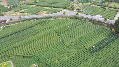 Tea plantation in mountain
