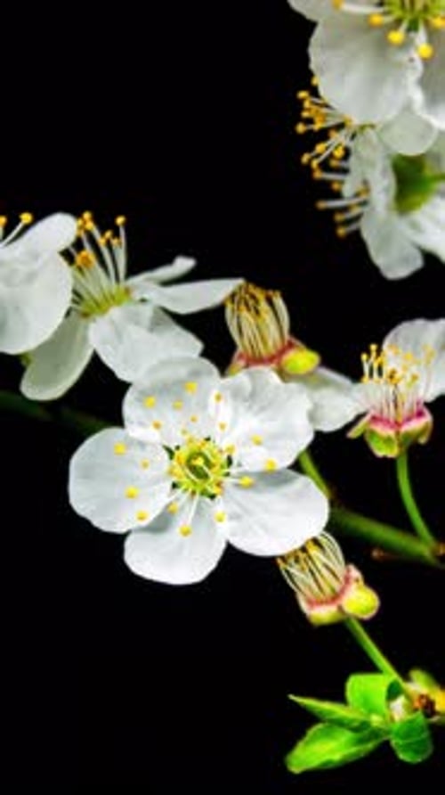 White Flower Blossoming in Time Lapse Footage