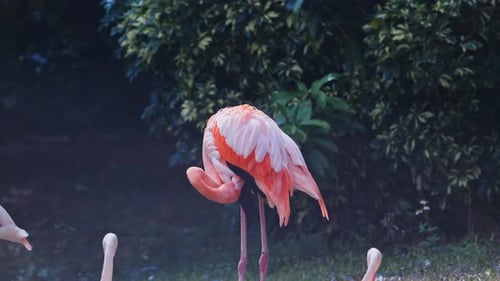 Flamencos en la Reserva de Vida Silvestre de Macao
