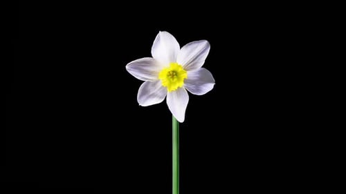 Time Lapse of White Daffodil Blooming on Black Background