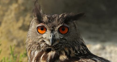 Portrait of Eurasian eagle-owl ( Bubo bubo), France