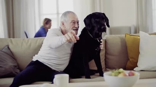 Senior Man Poses with Labrador in Bright Living Room