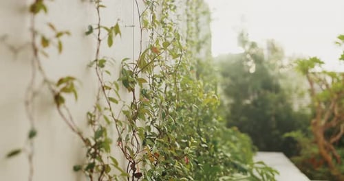 Hinterhof, Pflanzen und Reben an der Wand für Wachstum, nachhaltige Landschaftsgestaltung und leerer Garten am Haus