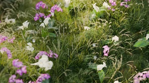 Wavy Grass 3d Loop Animation
