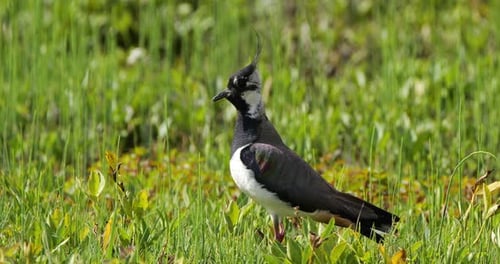 Northern lapwing in the New Forest, Hampshire, England, UK