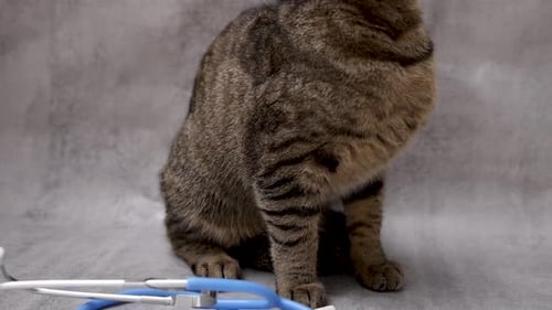 Tabby Cat Sitting by Medical Supplies